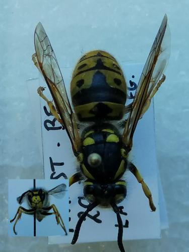 Vespula germanica