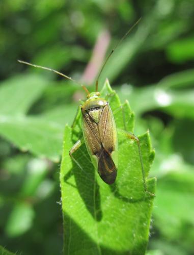 Réf. 282 329 : Closterotomus trivialis