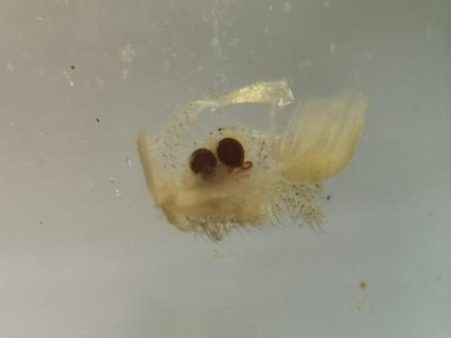 Réf. 282 424 : Theridion melanurum