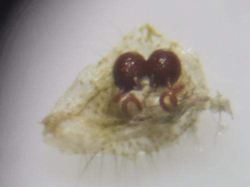 Réf. 282 425 : Theridion melanurum