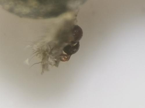Theridion melanurum
