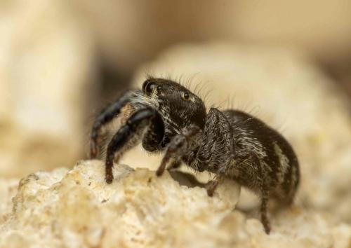 Pellenes (arciger-brevis)