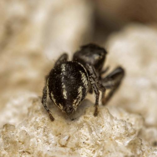 Pellenes (arciger-brevis)
