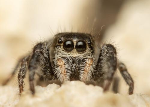 Pellenes (arciger-brevis)