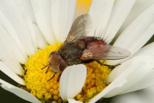 Gonia vacua