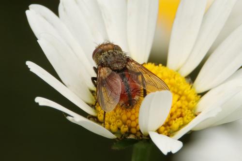 Gonia vacua