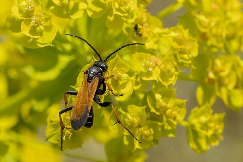 Cryptocheilus octomaculatus