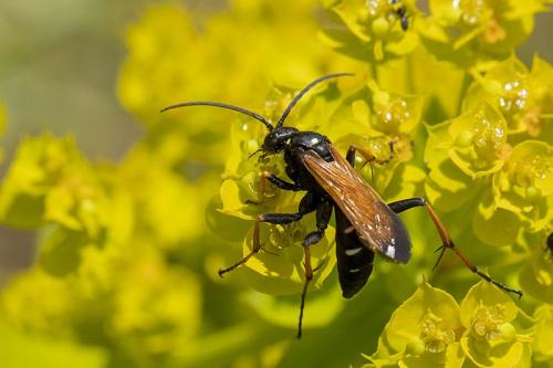 Réf. 282 510 : Cryptocheilus octomaculatus