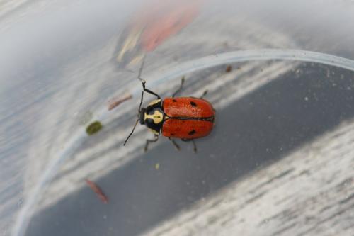 Cryptocephalus octopunctatus