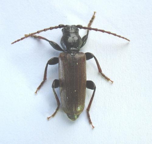 Réf. 282 179 : Tetropium castaneum