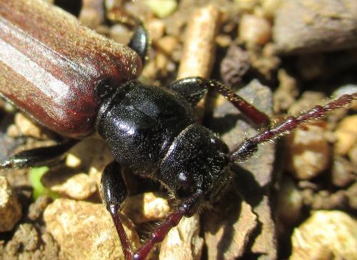 Réf. 282 193 : Tetropium castaneum