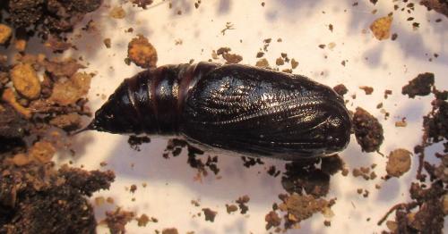 Réf. 282 250 : Hypomecis roboraria