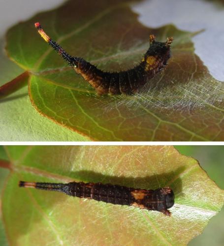 Cerura vinula