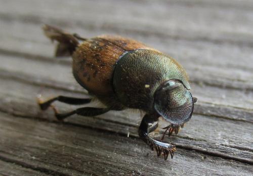 Onthophagus coenobita