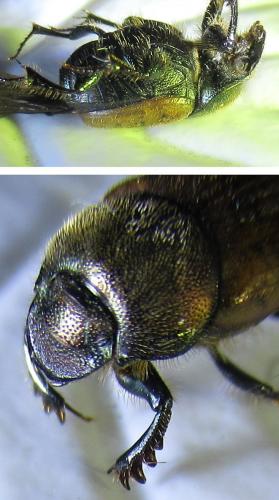 Onthophagus coenobita