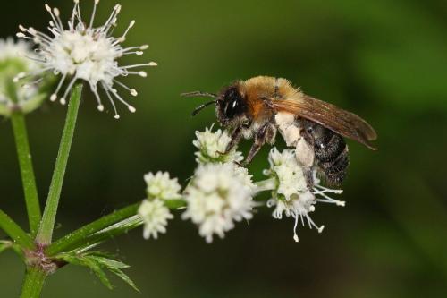 Andrena sp.