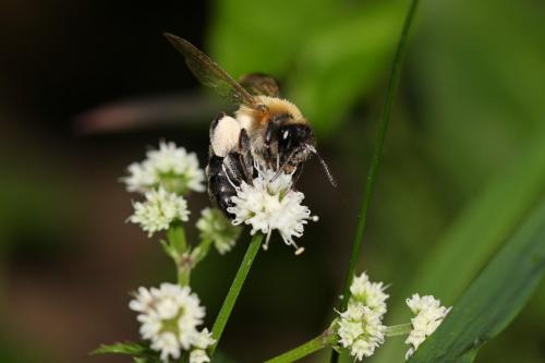 Andrena sp.