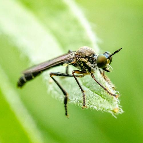 Dioctria hyalipennis