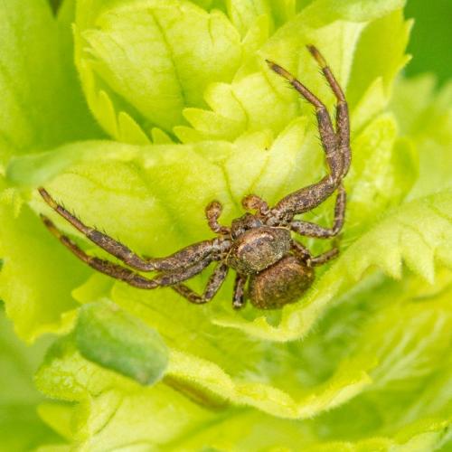 Réf. 282 412 : Xysticus acerbus