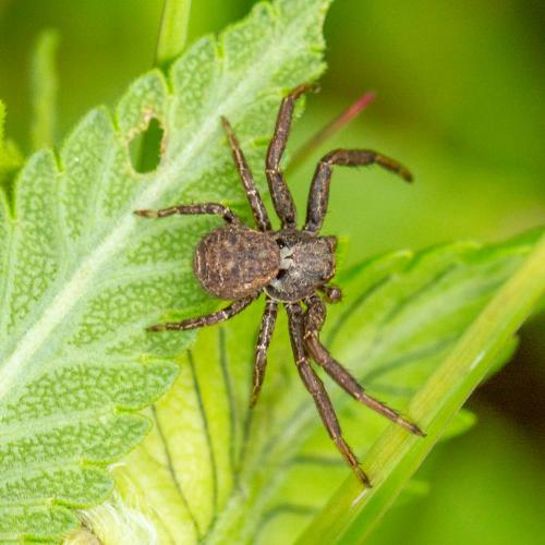 Réf. 282 411 : Xysticus acerbus