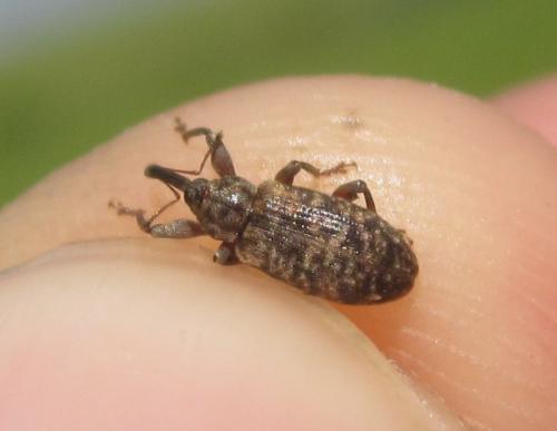 Réf. 282 394 : Dorytomus sp.