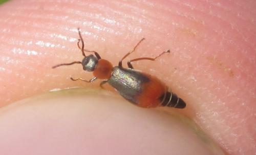 Cerapheles terminatus