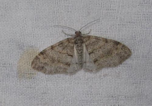 Réf. 282 830 : Lobophora halterata