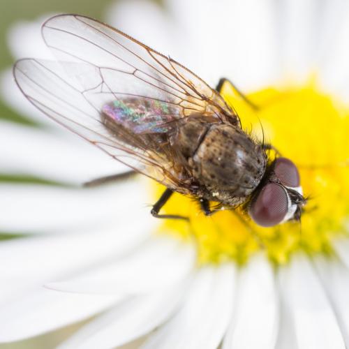Réf. 282 047 : Delia sp.