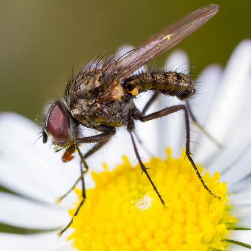 Réf. 282 046 : Delia sp.