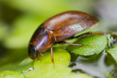 Enochrus sp.