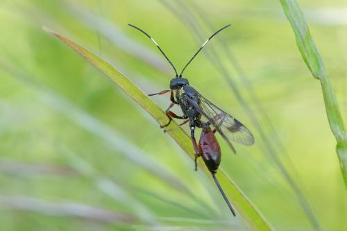 Xylophrurus coraebi