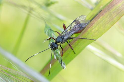 Réf. 282 958 : Xylophrurus coraebi