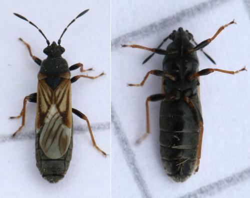 Ischnodemus quadratus
