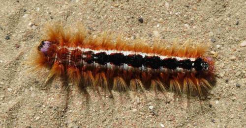Eutricha capensis