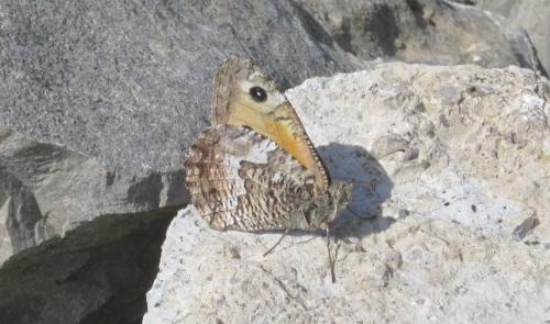 Réf. 282 873 : Hipparchia semele