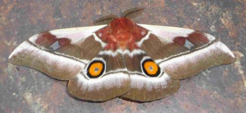 Bunaea alcinoe