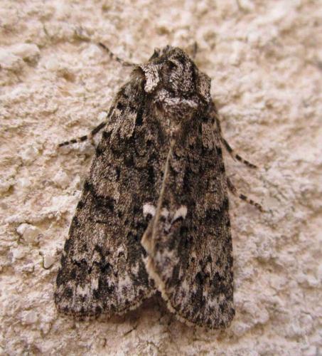 Réf. 282 668 : Acronicta rumicis