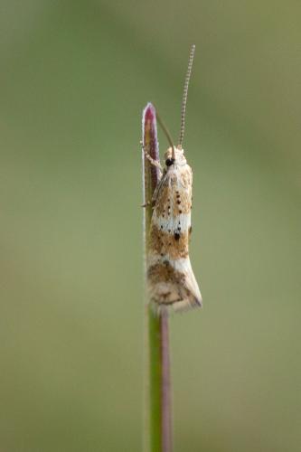 Elachista sp.