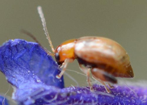 Réf. 282 421 : Longitarsus sp.