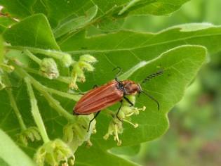 Anostirus purpureus