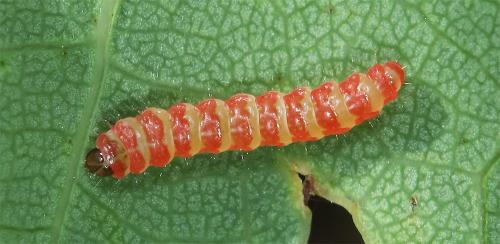 Acrocercops brongniardella
