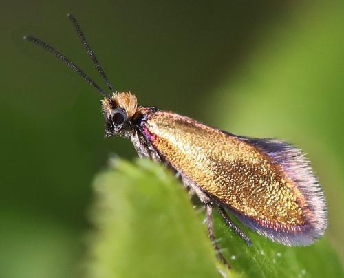 Micropterix calthella