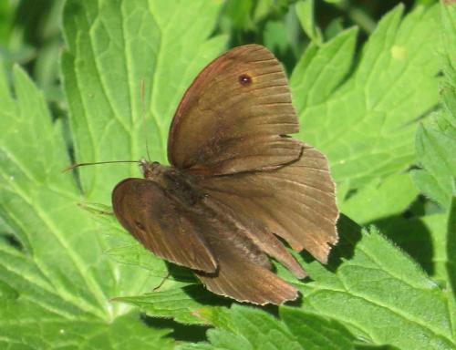 Réf. 282 522 : Maniola jurtina