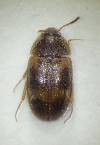 Litargus balteatus