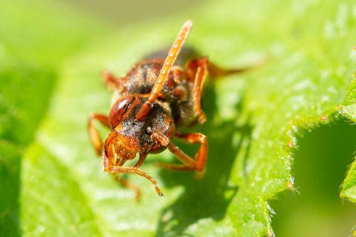Nomada flava
