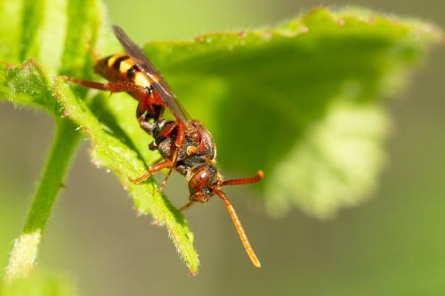 Nomada flava