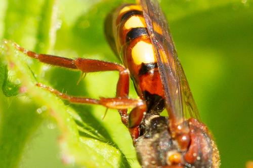 Nomada flava