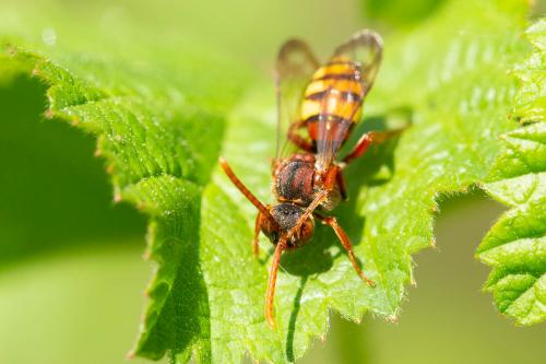 Réf. 282 664 : Nomada flava