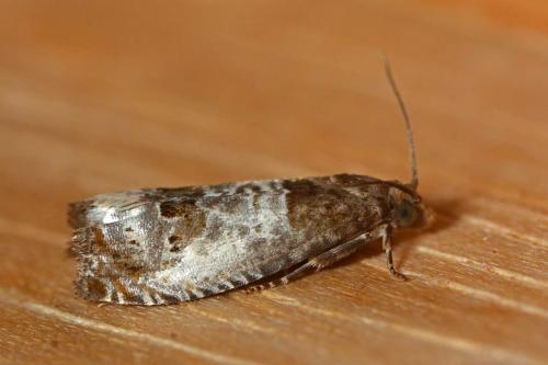 Réf. 282 868 : Notocelia sp.
