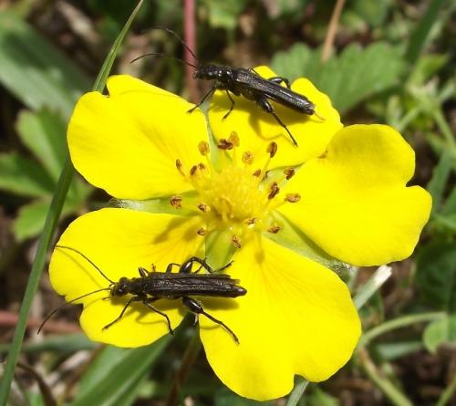 Réf. 282 009 : Oedemera atrata